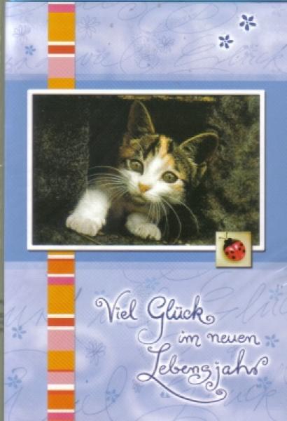 Geburtstagskarte Katze mit Marienkäfer
